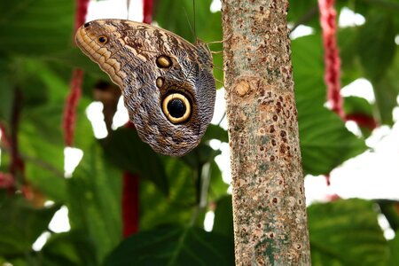 Animal tropical butterfly edelfalter