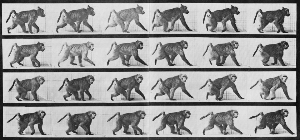 Muybridge, Eadweard - Pavian geht auf allen Vieren (0.42 Sekunden) (Zeno Fotografie)