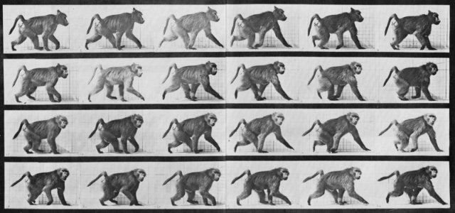 Muybridge, Eadweard - Pavian geht auf allen Vieren (0.42 Sekunden) (Zeno Fotografie)