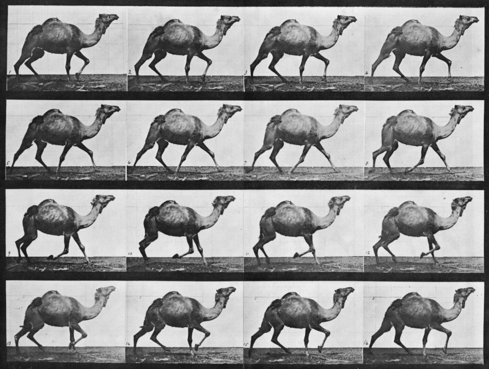 Muybridge, Eadweard - Schreitendes Kamel (0.24 Sekunden) (Zeno Fotografie)