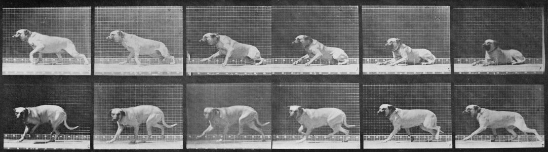 Muybridge, Eadweard - Smith beginnt direkt zu trotten (0.95 Sekunden) (Zeno Fotografie)