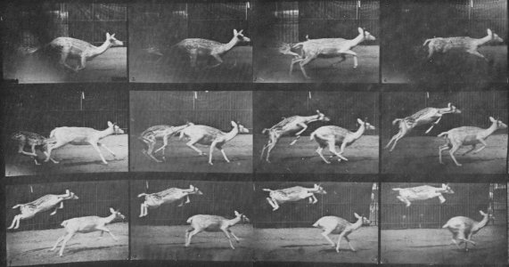 Muybridge, Eadweard - Springende Dammhirschkuh und Kitz (Zeno Fotografie)