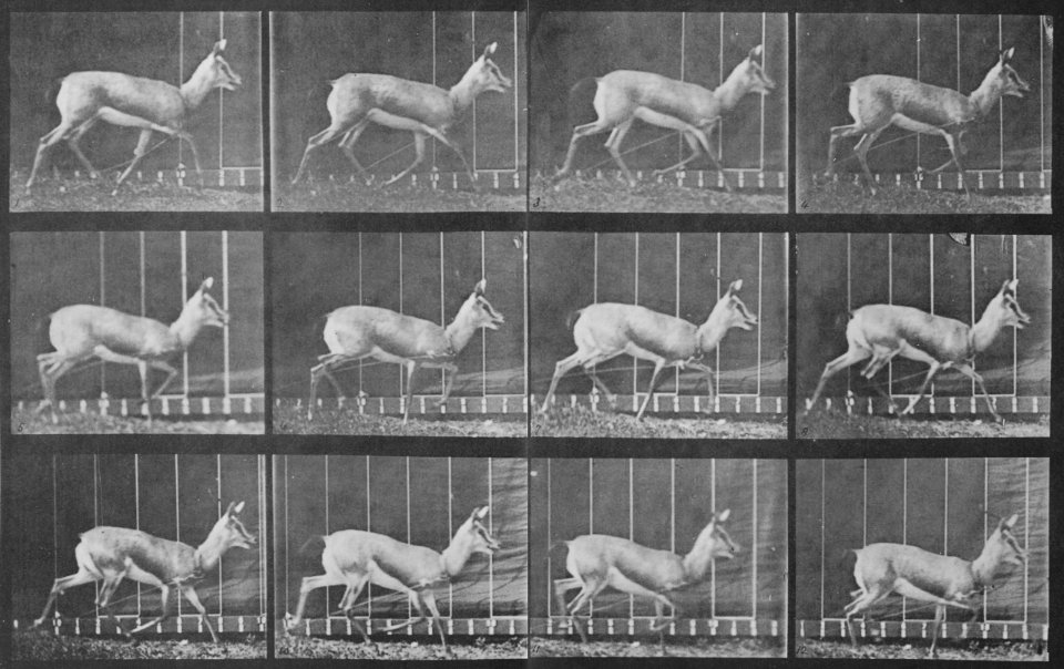 Muybridge, Eadweard - Trottende Gazelle (Zeno Fotografie)
