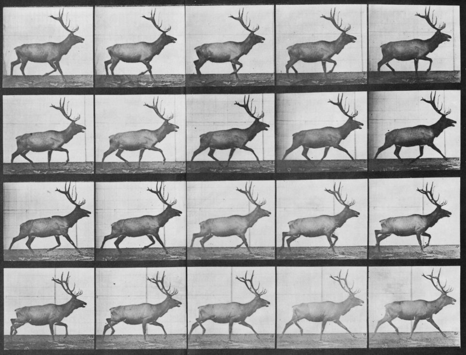 Muybridge, Eadweard - Trottender Elch (0.32 Sekunden) (Zeno Fotografie)