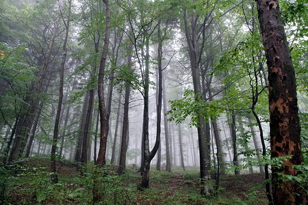 Slope mountains fern photo