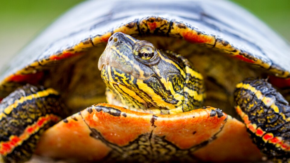 Wildlife shell turtle