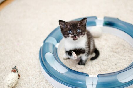 Animal look looking cat