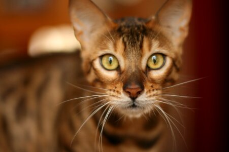 Pet bengal animal photo