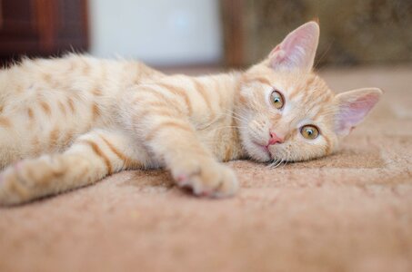 Domestic cat animal laziness