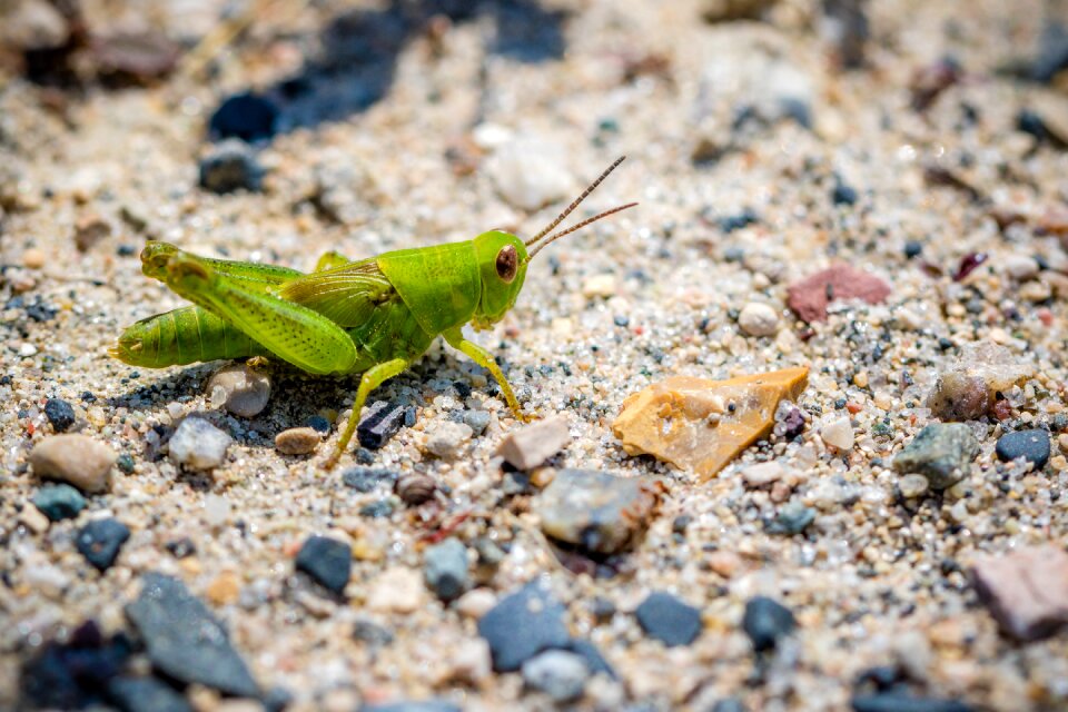 Sand wildlife green