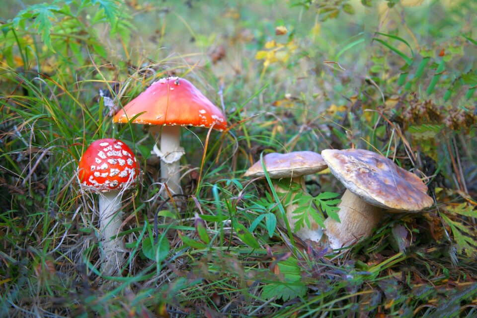 Poisonous mushrooms mycelium birch forest