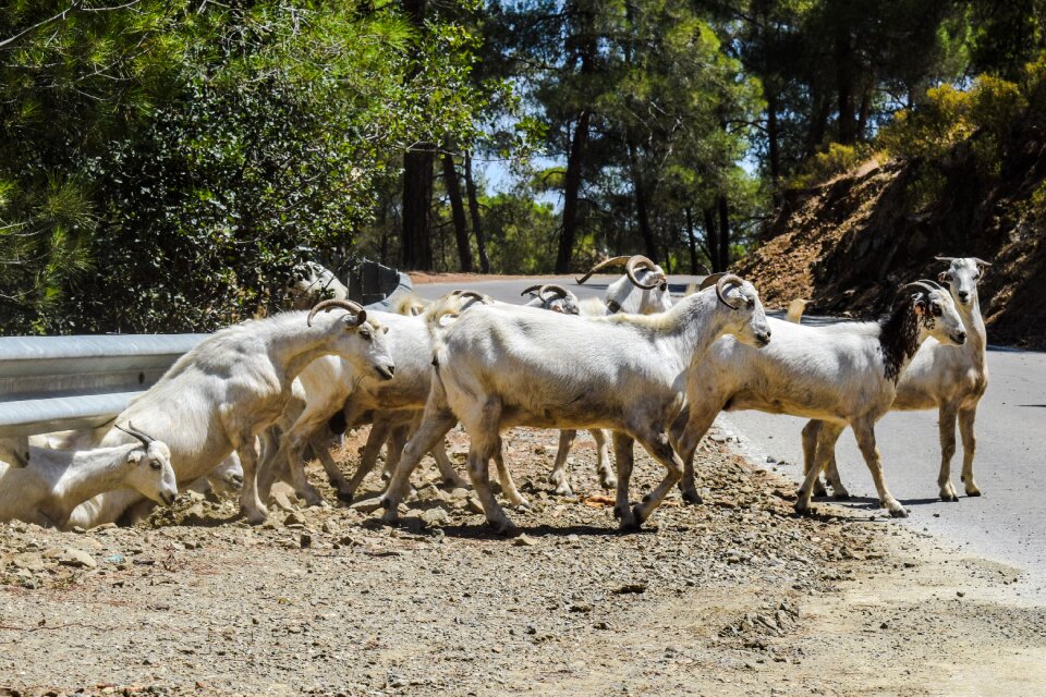Nature animal rural
