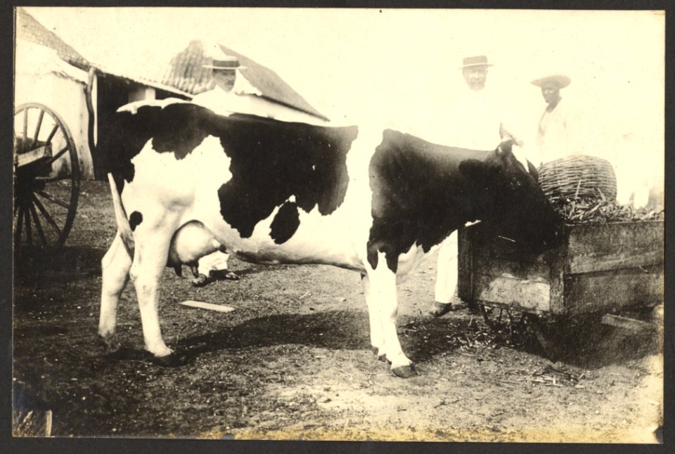 Melkkoe, veeteelt. Wellicht Plantage Groot Joris - BNA-DIG-HARTOG-ALBUM-CURACAO-005