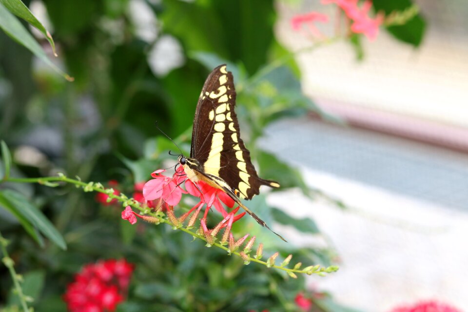 Summer insect insect garden