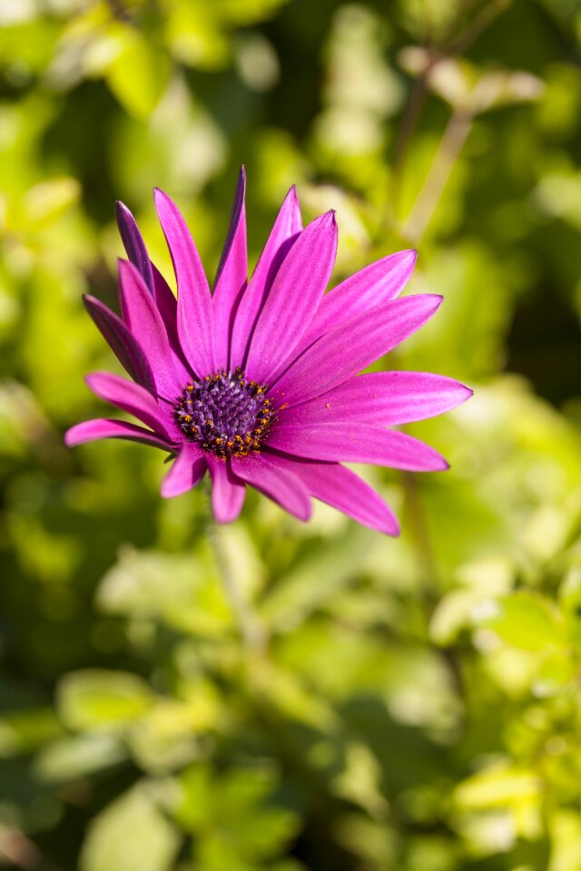 Pink nature plant