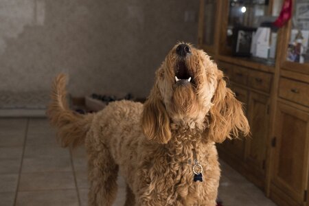 Dog woof brown dog