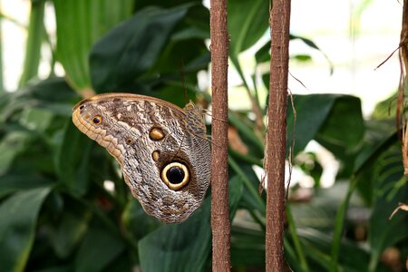Leaf plant butterfly