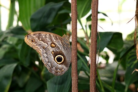 Leaf plant butterfly photo