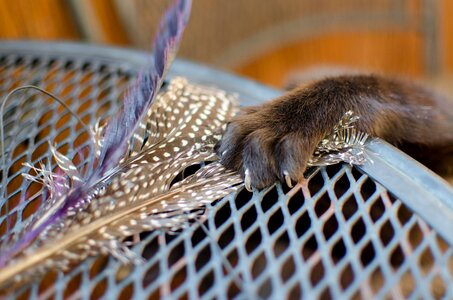 Hunting a feather domestic cat