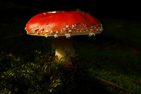 Moss amanita muscaria white dots photo