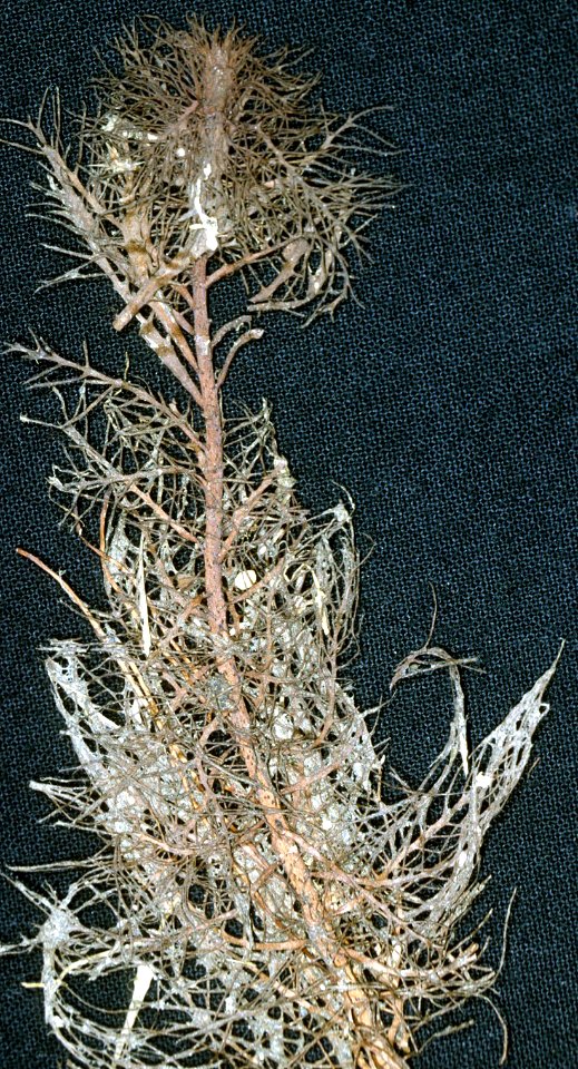 Myriophyllum heterophyllum NRCS-2