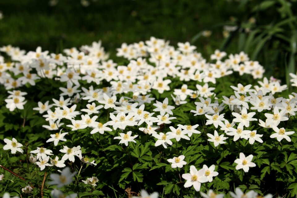 Garden summer season