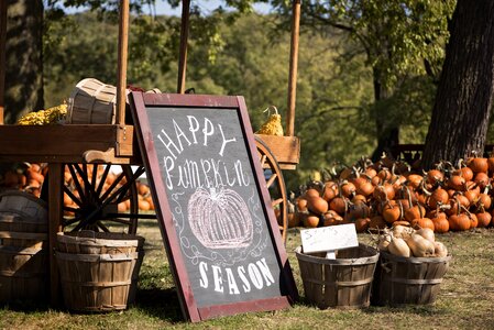 Pumpkin harvest seasonal