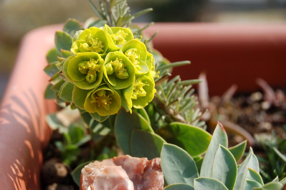 Nature yellow flowers spring