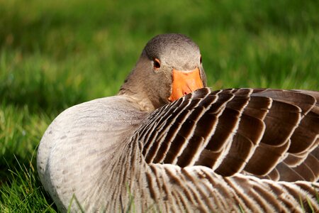 Animal feather bill