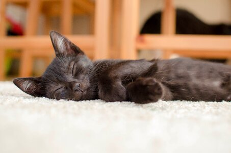 Domestic cat animal laziness photo