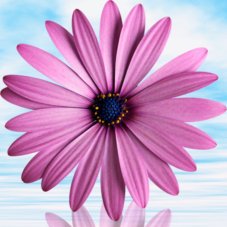 Plant sky violet flower