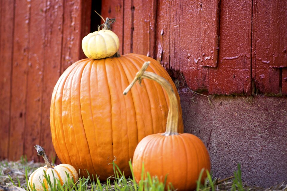 Country harvest fall
