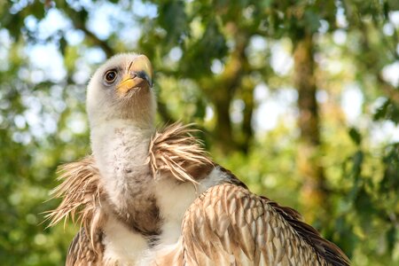Raptor bird scavenger