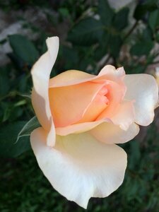 Plant rosa garden