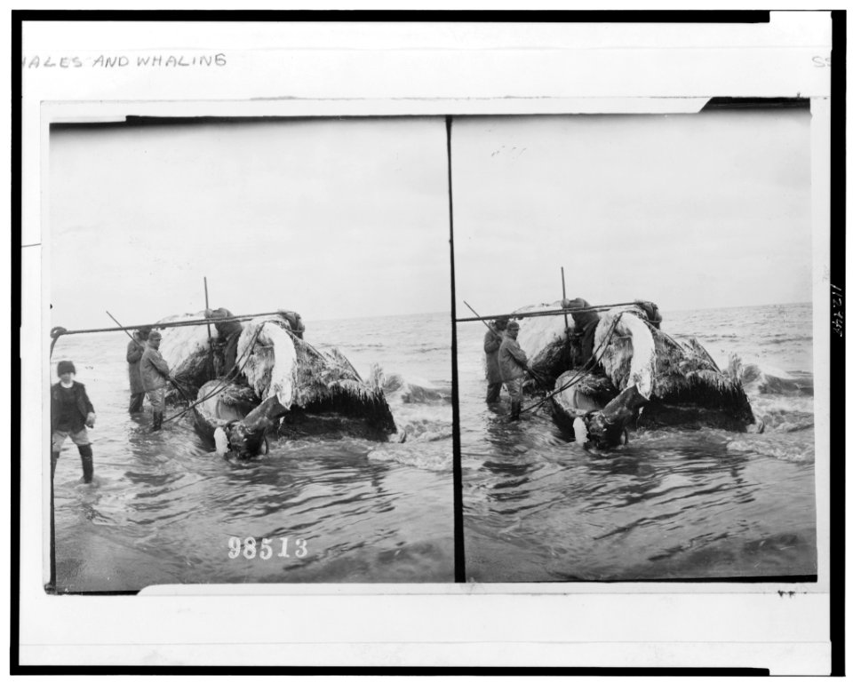 Men cutting up whale in water LCCN95502349