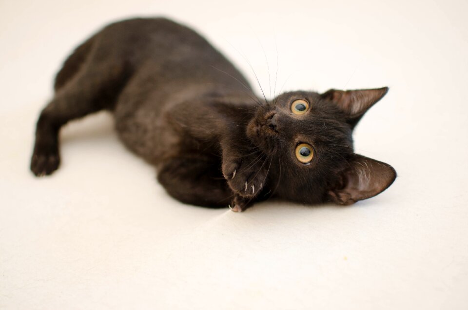 Domestic cat animal dachowiec