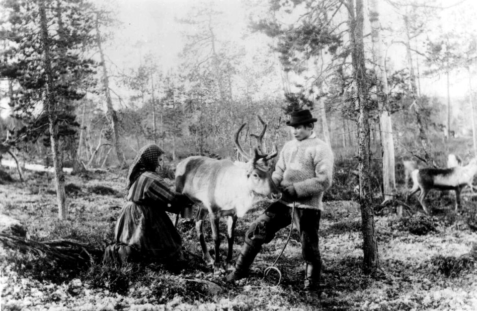 Melking av reinsdyr i skogen, Mutkavarre, Sør- Varanger, Finnmark, før 1900 - Norsk folkemuseum - NF.08407-003