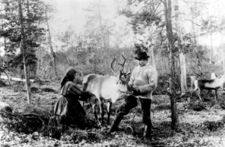 Melking av reinsdyr i skogen, Mutkavarre, Sør- Varanger, Finnmark, før 1900 - Norsk folkemuseum - NF.08407-003