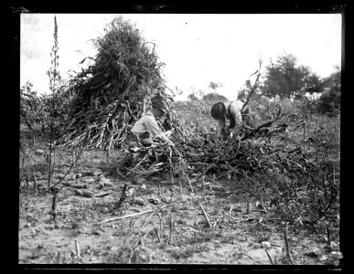 Men with corn stalks LCCN2016891742