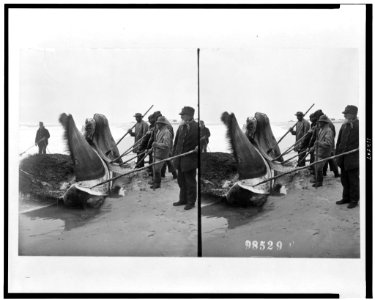 Men with poles and two large pieces of whale on shore LCCN95502197