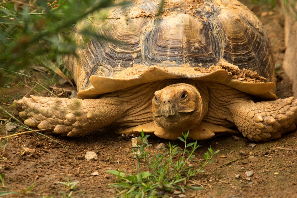 Reptile tortoise animal