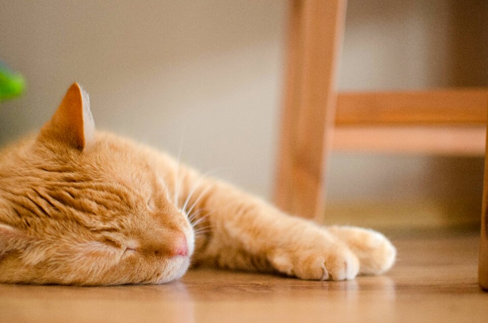 Domestic cat animal laziness