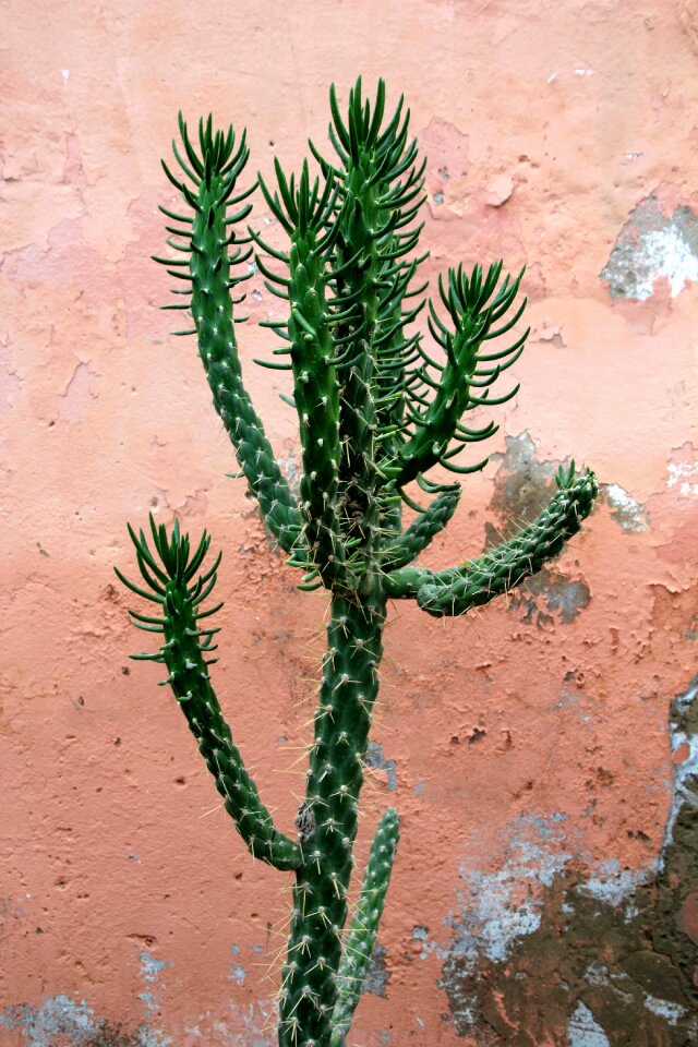 Spur green potted plant