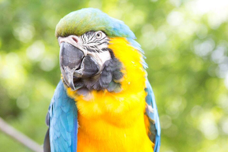 Animal beak colorful