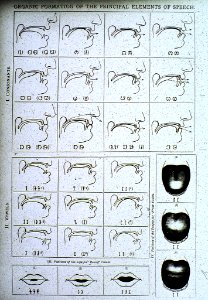 Melville Bell's Drawing of Organic Formation of the Principal Elements of Speech