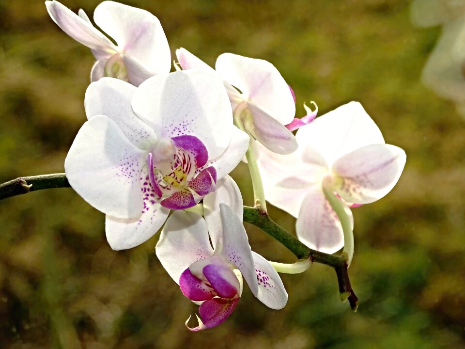 Plant orchideenblüte close up