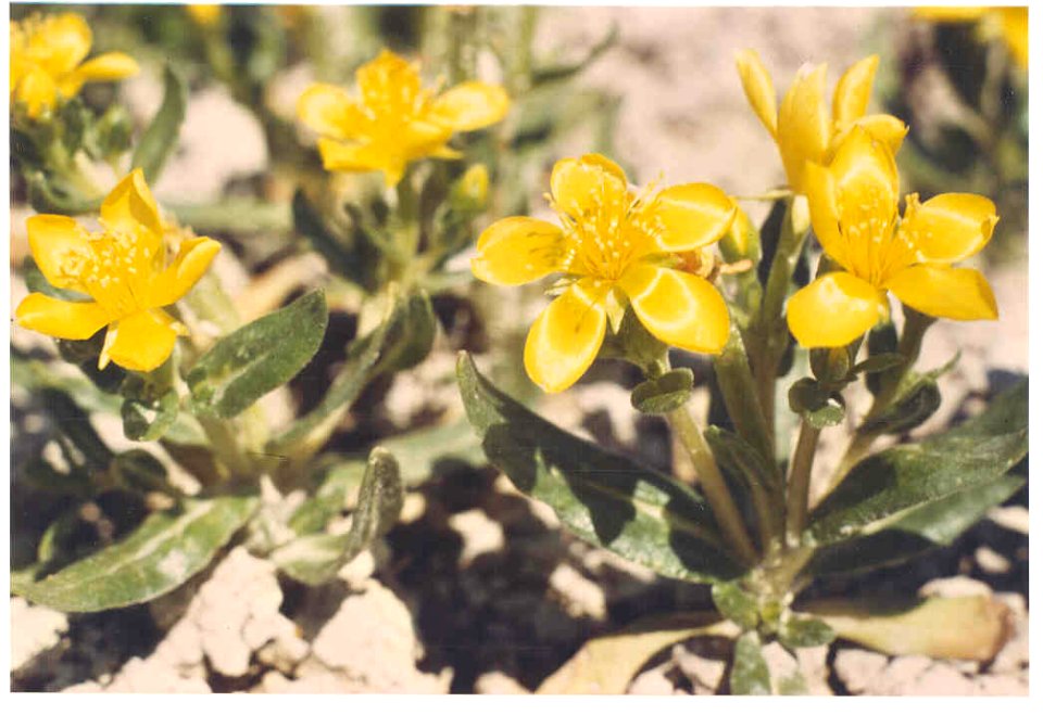 Mentzelia mollis flowering in SW Idaho 4