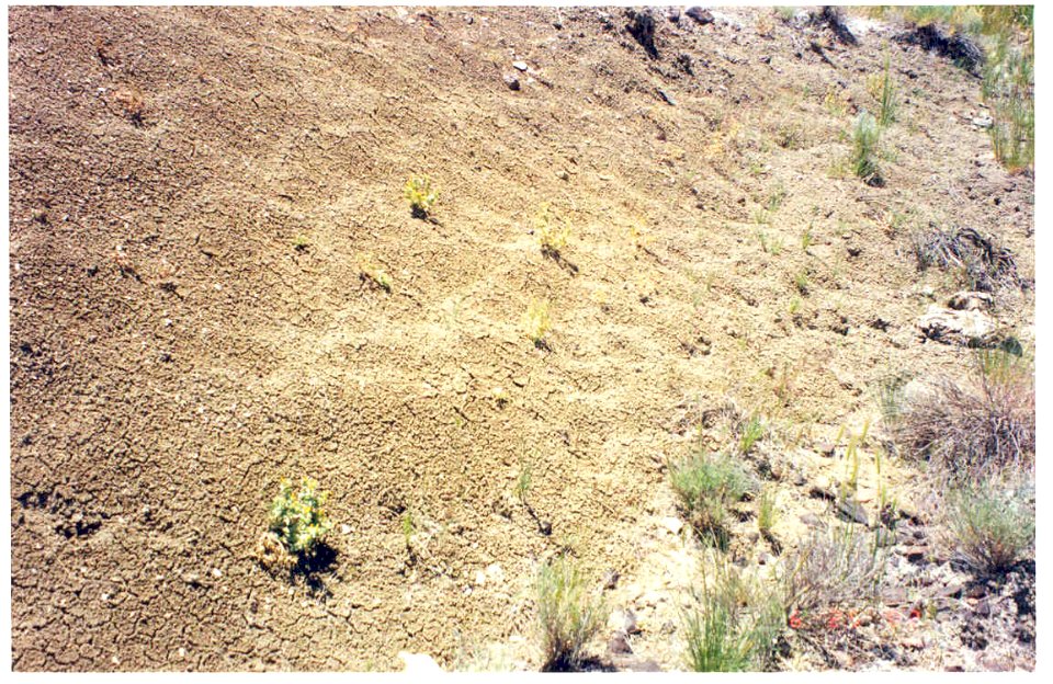 Mentzelia mollis habitat closeup in SW Idaho
