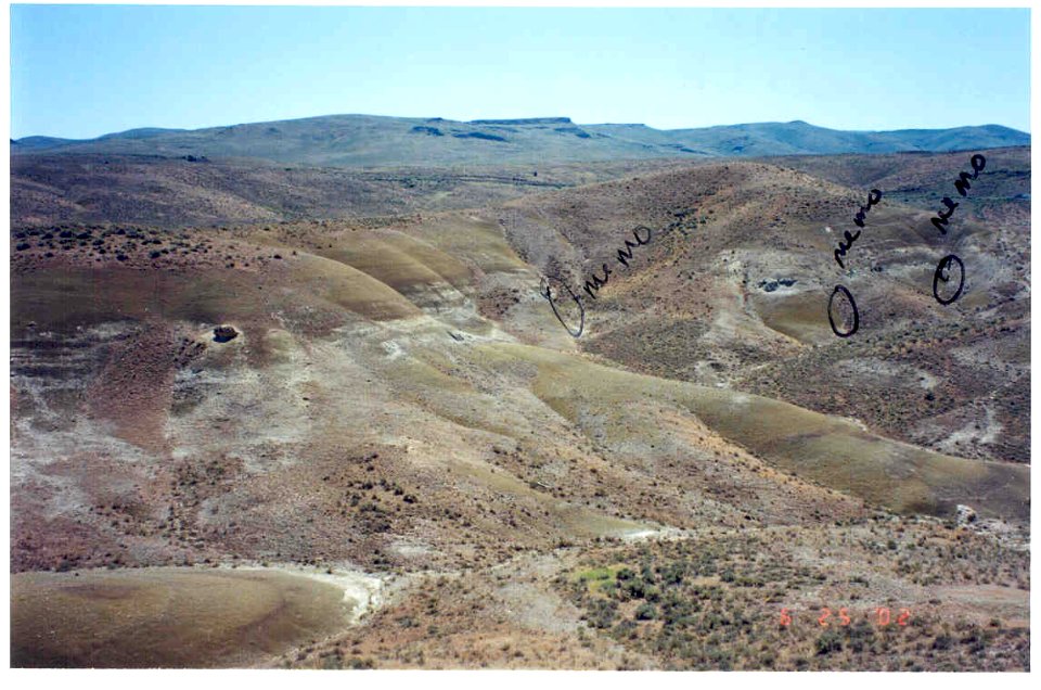 Mentzelia mollis habitat in SW Idaho