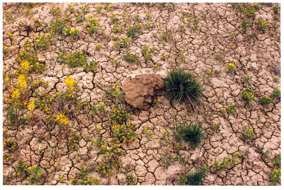 Mentzelia mollis plants in SW Idaho 2